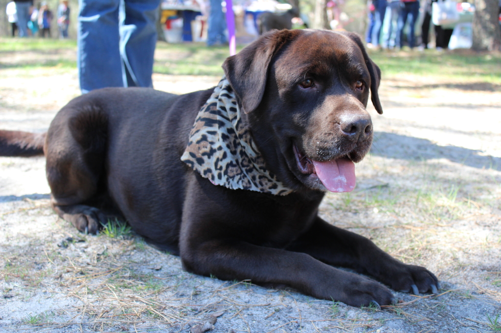 Gunner the Chocolate Lab