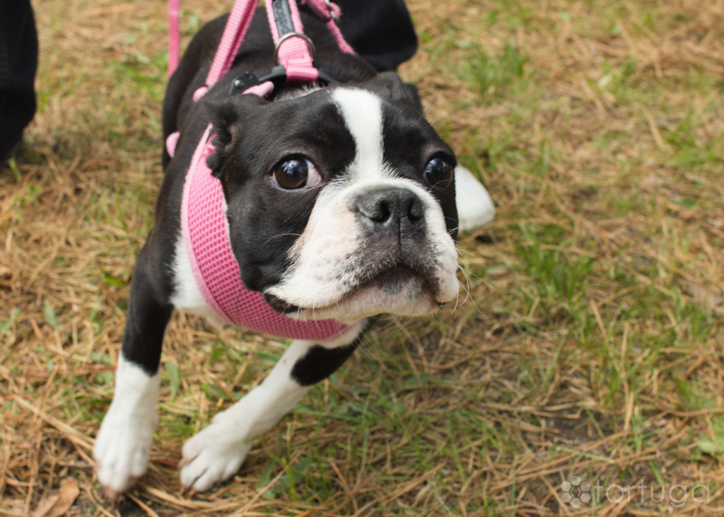 BarkInThePark-10