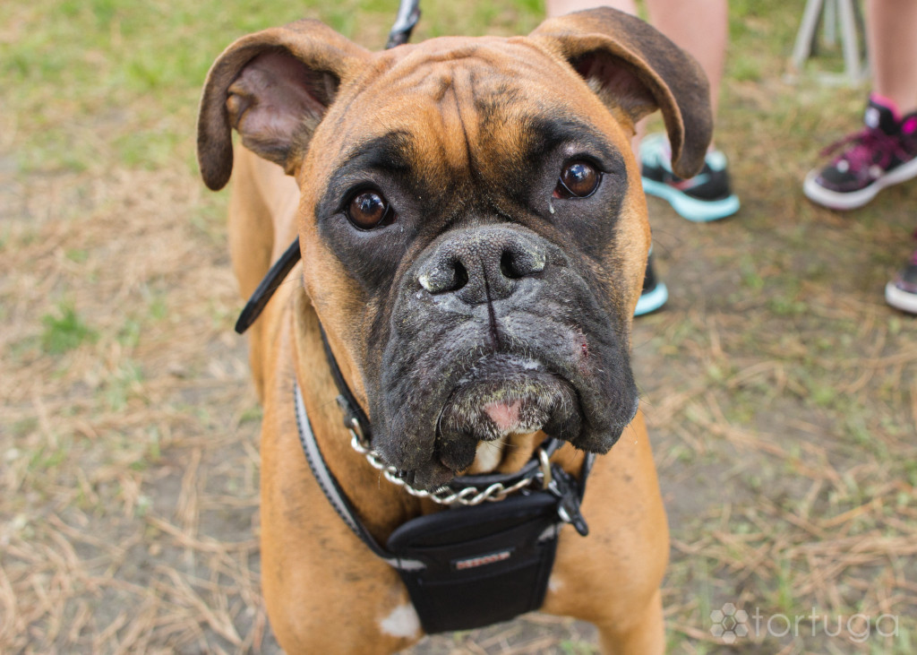 BarkInThePark-11