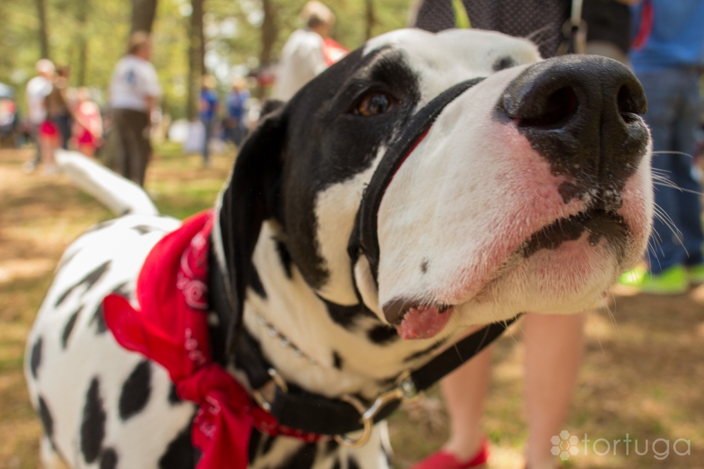 BarkInThePark-3