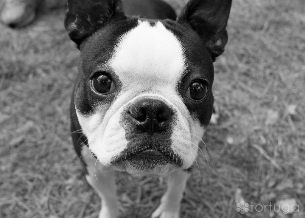 BarkInThePark-8