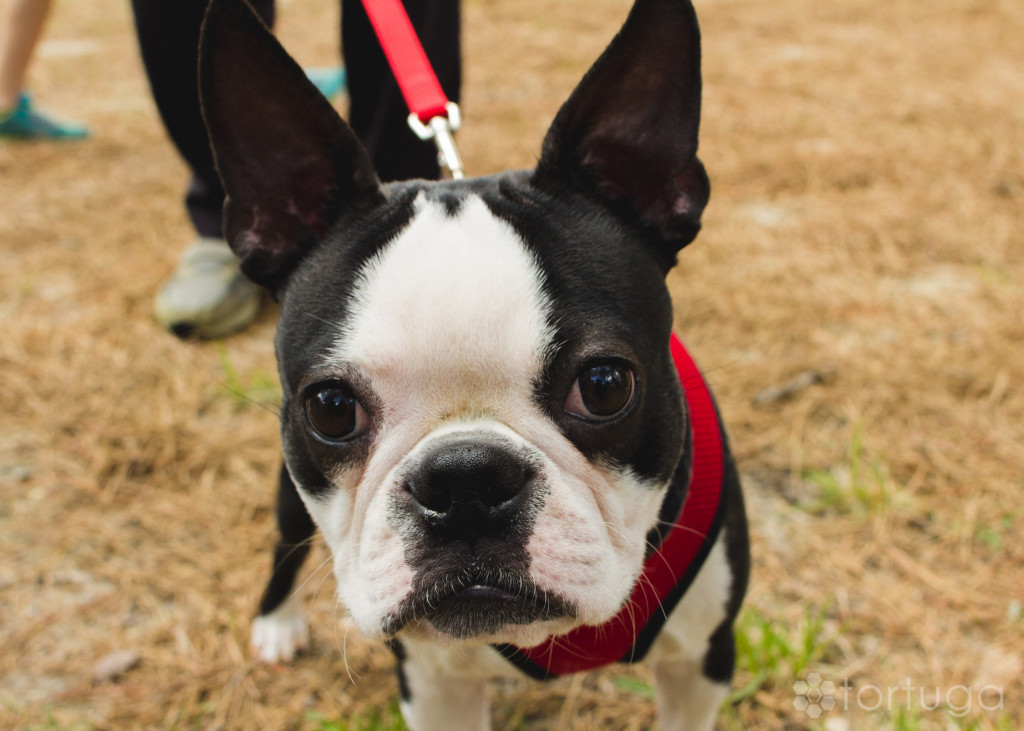 BarkInThePark-9