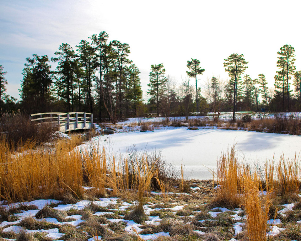 "The Warmth of Winter" (Jakes Branch County Park-Beachwood, NJ)